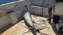 Hallados dos jóvenes delfines muertos y mutilados en aguas del Estrecho de Gibraltar