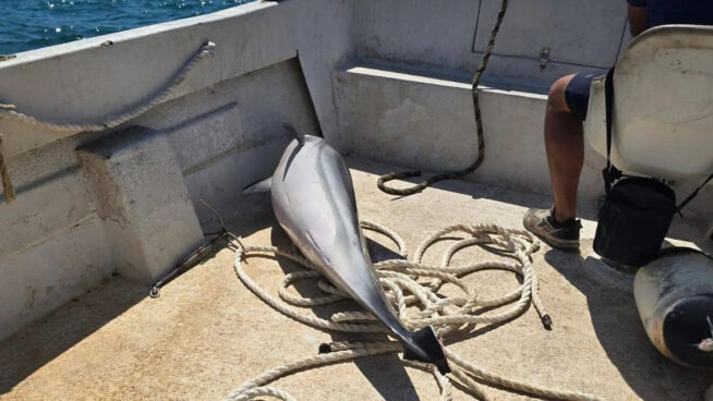 Hallados dos jóvenes delfines muertos y mutilados en aguas del Estrecho de Gibraltar
