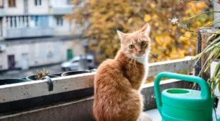 Es oficial: dejar a tu perro o gato en la terraza o el jardín en verano te puede suponer una multa de 200.000 euros por La Ley de Bienestar Animal