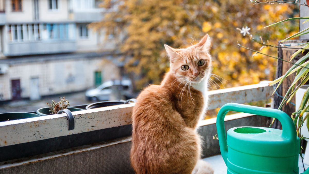 Es oficial: dejar a tu perro o gato en la terraza o el jardín en verano te puede suponer una multa de 200.000 euros por La Ley de Bienestar Animal
