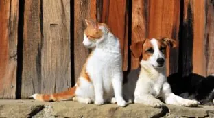 Ni los gatos ni los perros nos hacen sentir menos estresados