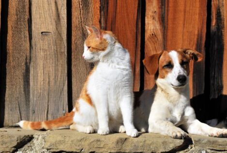 Ni los gatos ni los perros nos hacen sentir menos estresados