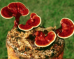 Hongo reishi, el extrahidratante que no debería faltar en tu rutina de verano