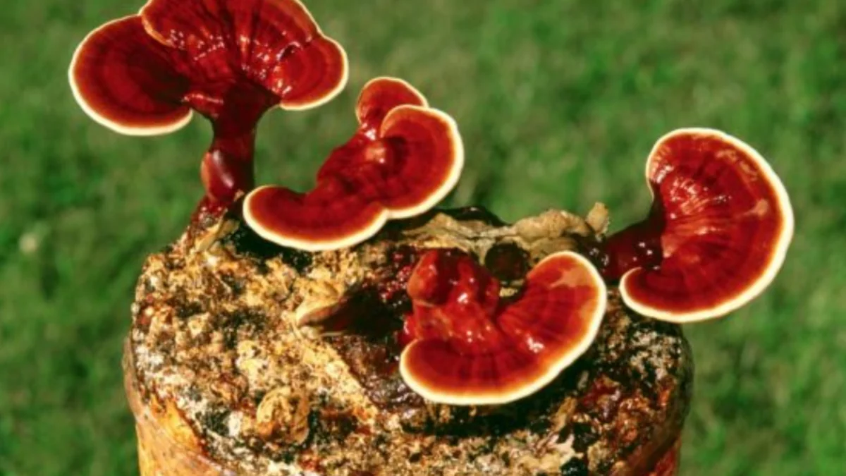 Hongo reishi, el extrahidratante que no debería faltar en tu rutina de verano