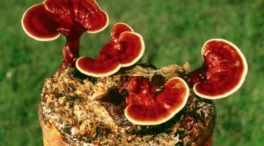 Hongo reishi, el extrahidratante que no debería faltar en tu rutina de verano