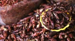 Los 'Homo sapiens' europeos consumían menos insectos que las poblaciones tropicales