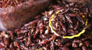 Los 'Homo sapiens' europeos consumían menos insectos que las poblaciones tropicales