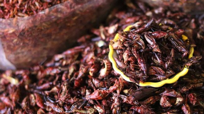 Los 'Homo sapiens' europeos consumían menos insectos que las poblaciones tropicales