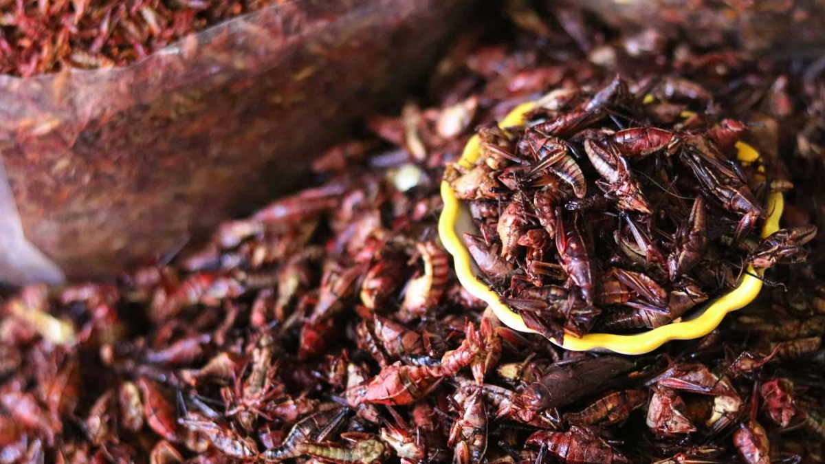 Los ‘Homo sapiens’ europeos consumían menos insectos que las poblaciones tropicales