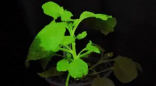 Plantas centinela que se iluminan al ser infectadas ayudan a detectar plagas