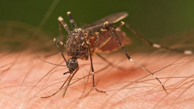 Cómo los mosquitos nos encuentran y nos pican