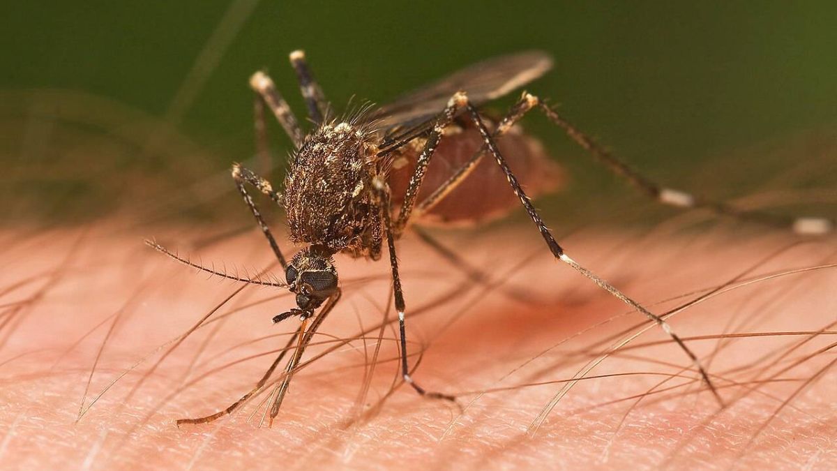 Cómo los mosquitos nos encuentran y nos pican
