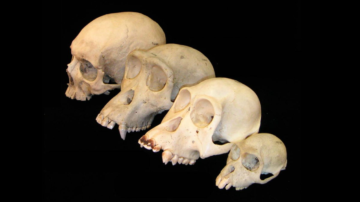 El cerebro de los primates creció más tarde que el cuerpo, y aumentó más de lo esperado